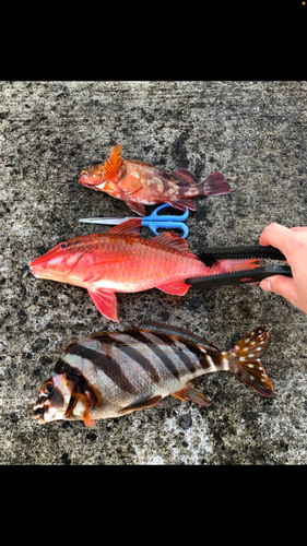 タカノハダイの釣果