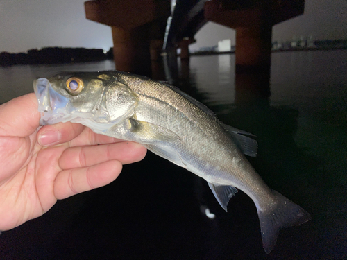 セイゴ（マルスズキ）の釣果