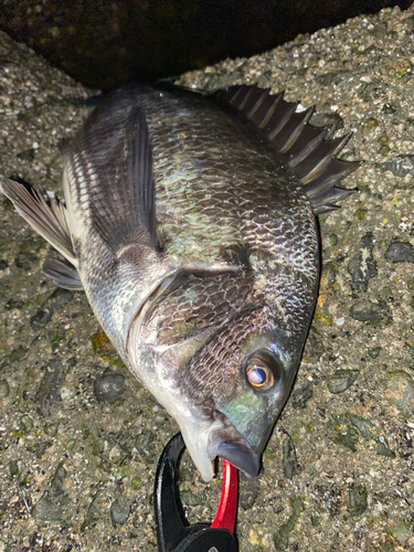 チヌの釣果