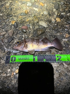 メバルの釣果