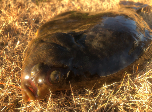 カレイの釣果