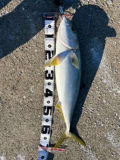 ハマチの釣果