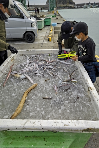 イサキの釣果