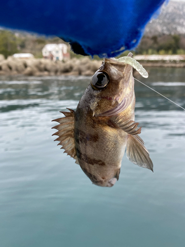 シロメバルの釣果