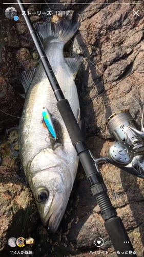 ヒラスズキの釣果