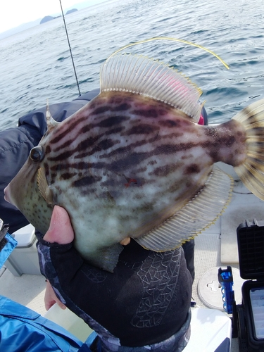 カワハギの釣果