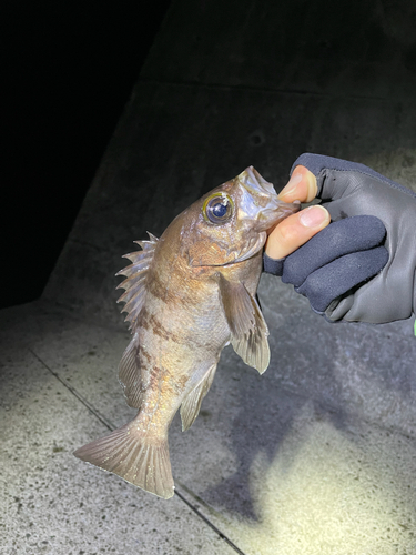 メバルの釣果