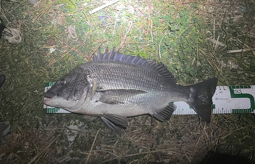 チヌの釣果