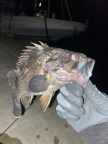 クロソイの釣果