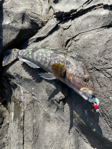 アイナメの釣果