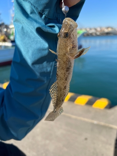 ハゼの釣果