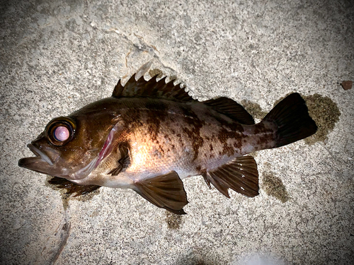 シロメバルの釣果