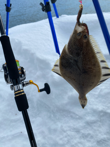 カワガレイの釣果