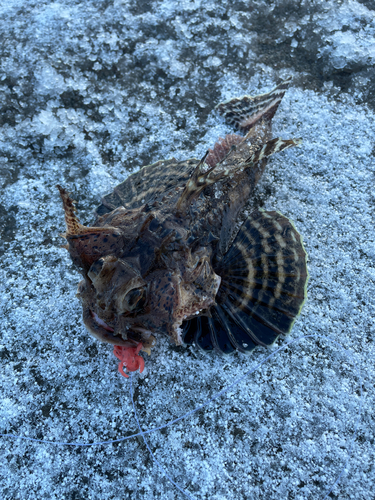 カジカの釣果