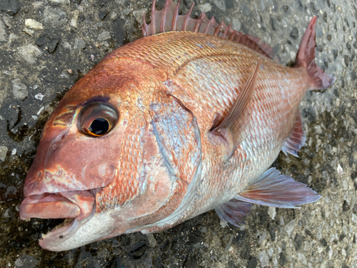 マダイの釣果