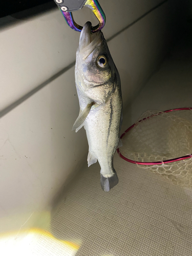 セイゴ（マルスズキ）の釣果