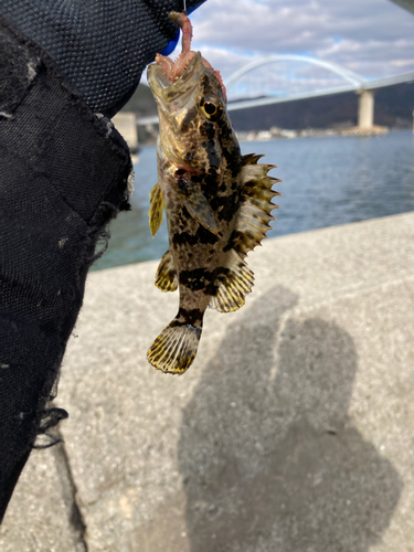 タケノコメバルの釣果