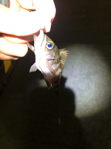 シロメバルの釣果