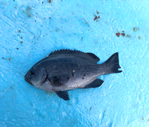 メジナの釣果