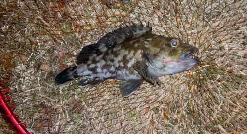 ムラソイの釣果