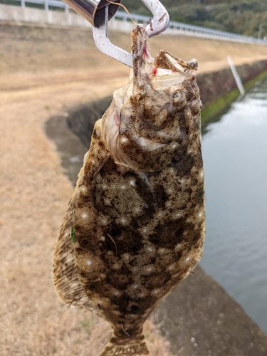 ソゲの釣果