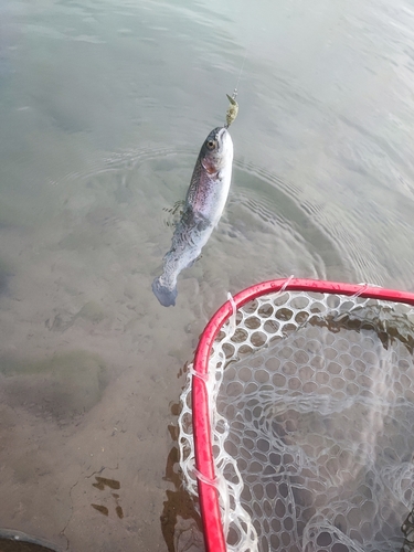 ニジマスの釣果