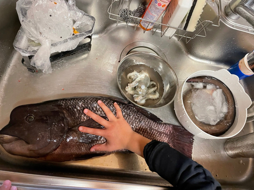 コブダイの釣果