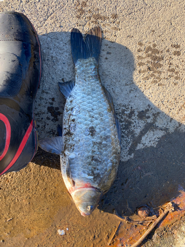 ヘラブナの釣果