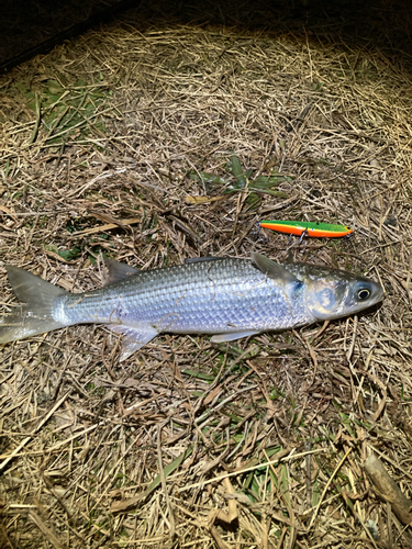 ボラの釣果