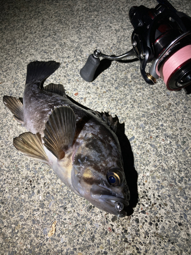 クロソイの釣果