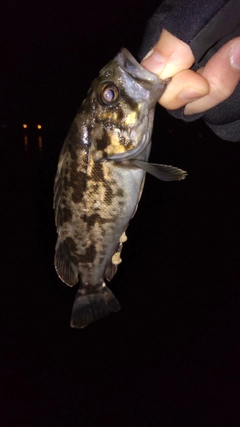 タケノコメバルの釣果