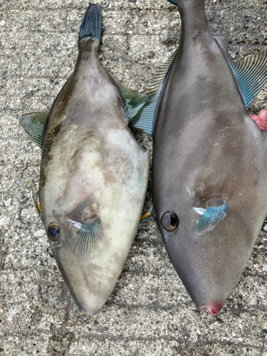 ウマヅラハギの釣果