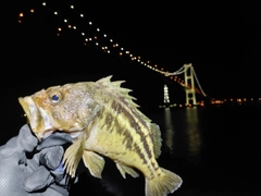 シマソイの釣果