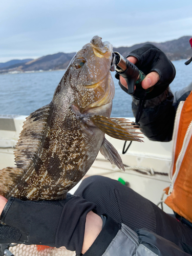 アイナメの釣果