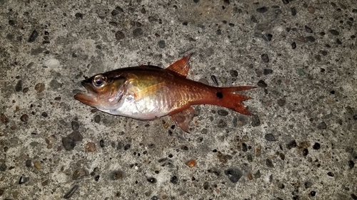 ネンブツダイの釣果