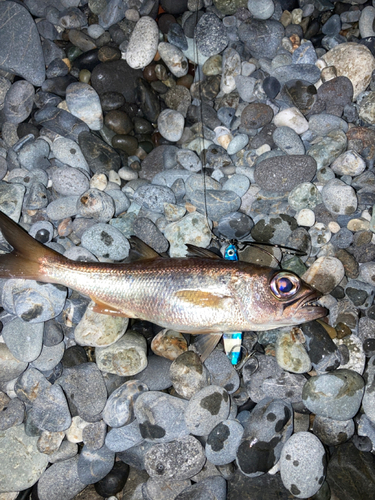 ムツの釣果