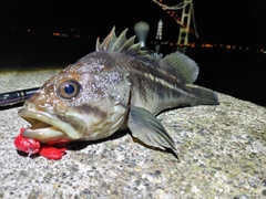 シマソイの釣果