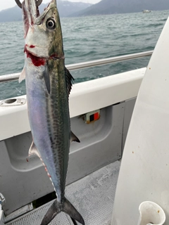 サゴシの釣果