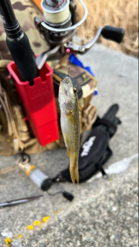 アブラハヤの釣果