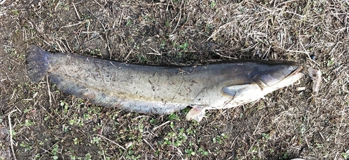 ナマズの釣果