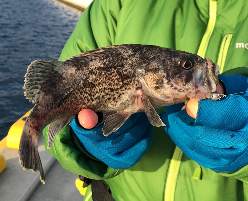 クロソイの釣果