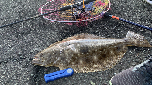 ヒラメの釣果