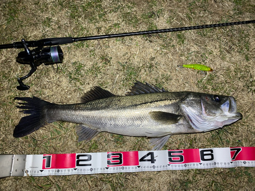 シーバスの釣果