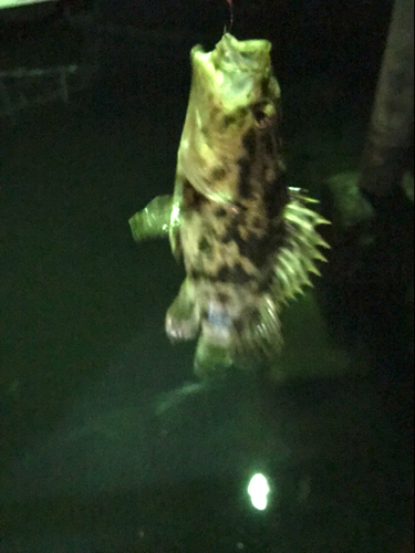 タケノコメバルの釣果