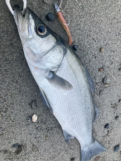 ヒラスズキの釣果