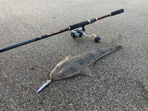 マゴチの釣果