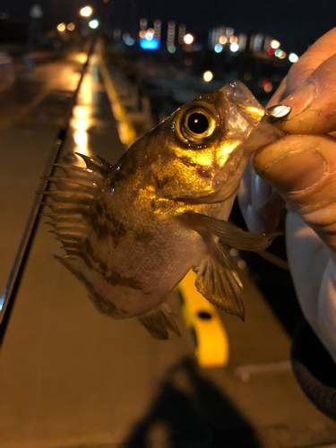 メバルの釣果