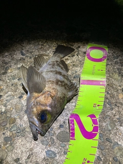 シロメバルの釣果