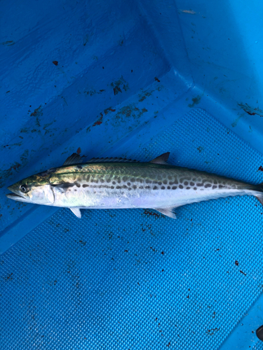 サゴシの釣果