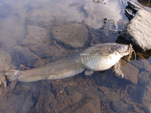 ナマズの釣果